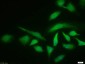 phospho-HSP70 (Tyr525) Rabbit pAb